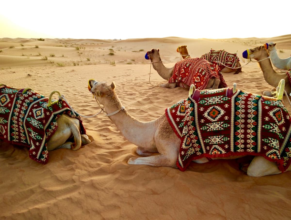 Culture in United Arab Emirates